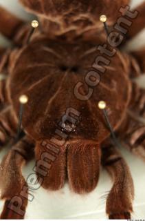 Theraphosa blondi 0027